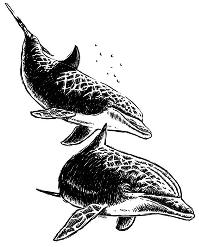 Dolphin-Duo