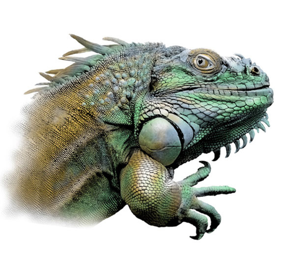 Iguana.sm