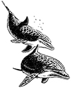 Dolphin-Duo