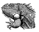 Big-Iguana