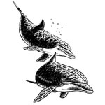 Dolphin Illustration
