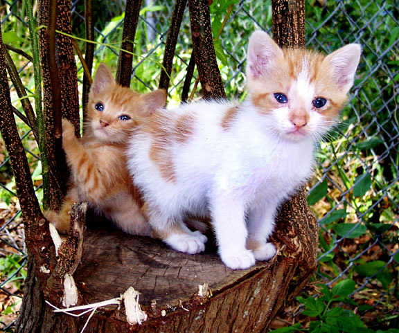 2-kittys
